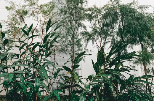 Green plants beside a white building